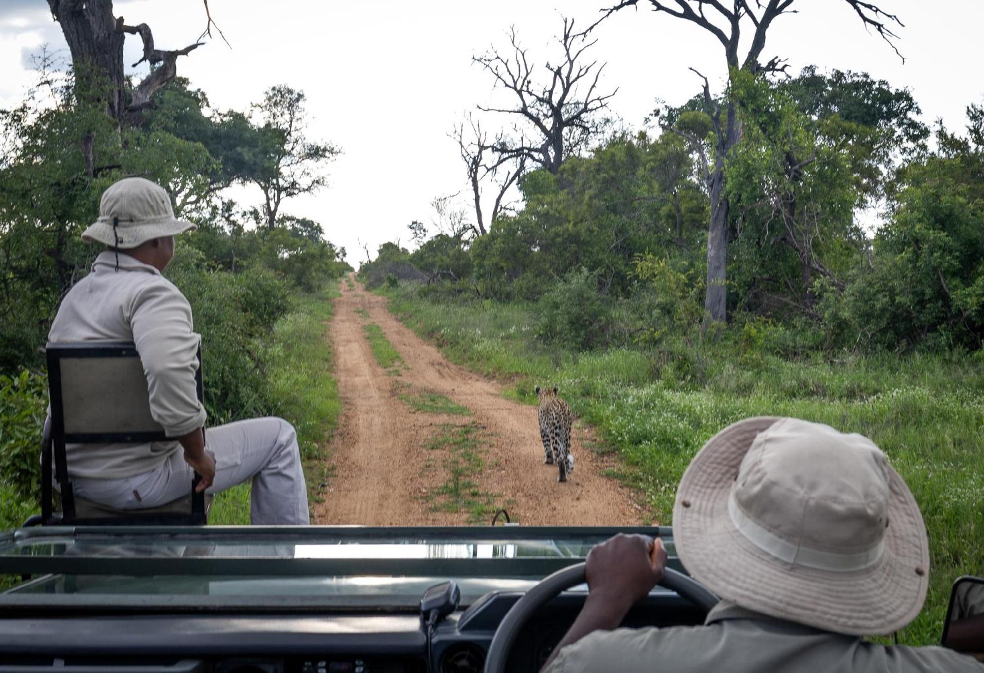 Willa Tangala Safari Camp Thornybush Game Reserve Zewnętrze zdjęcie