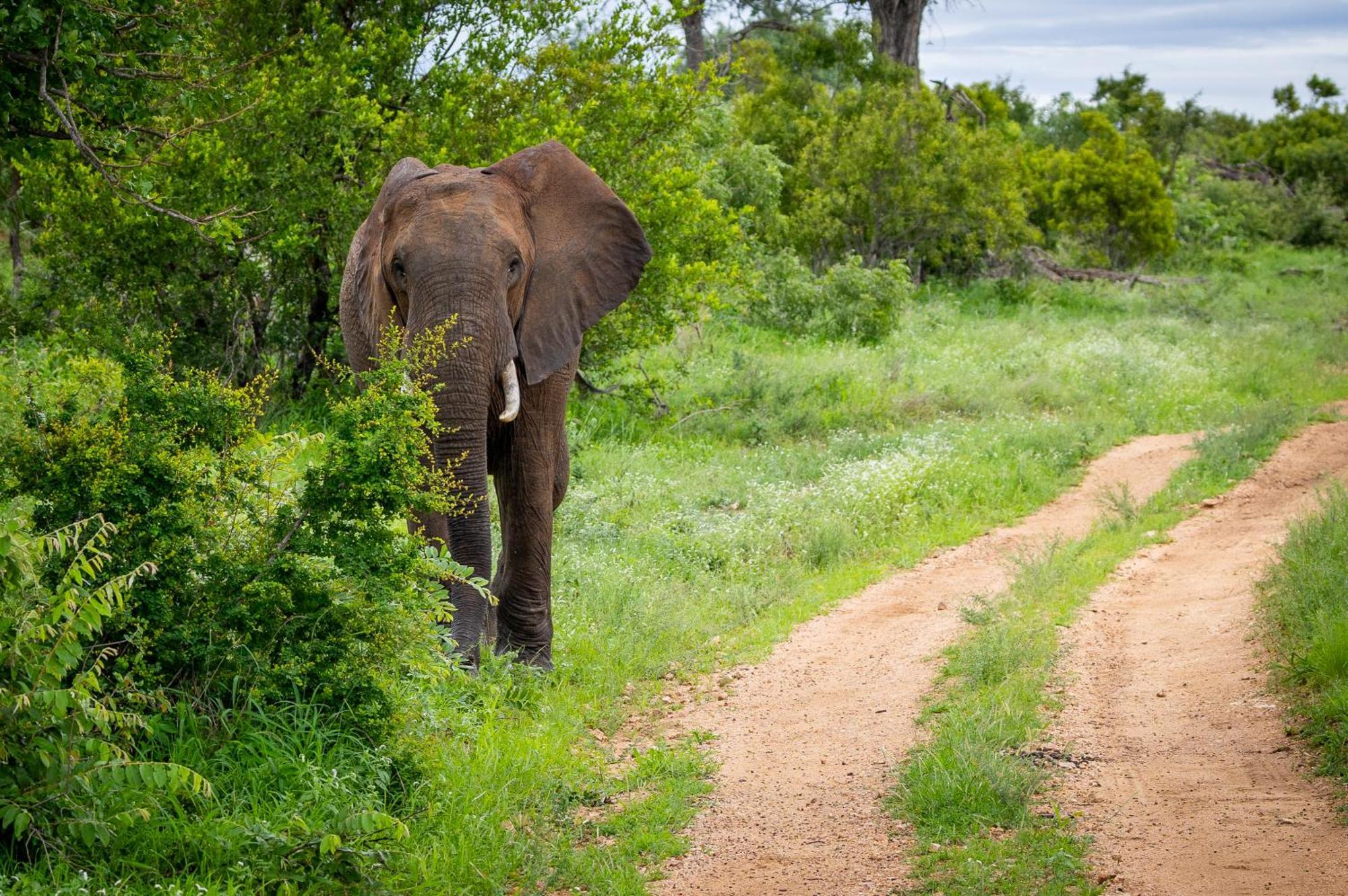 Willa Tangala Safari Camp Thornybush Game Reserve Zewnętrze zdjęcie